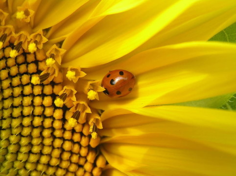 Ladybird（七星septempunktata）在向日葵。