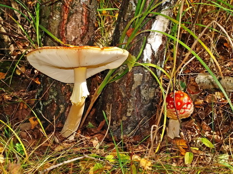 一個粉木耳紅（Amanita muscaria）。