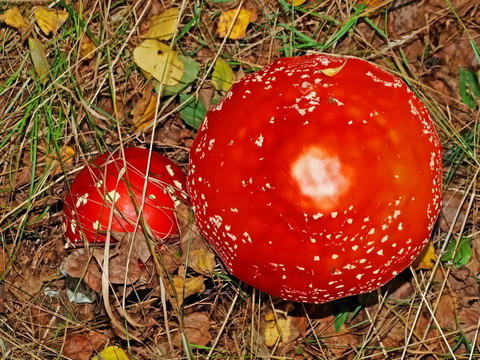 一個(gè)粉木耳紅（Amanita muscaria）。