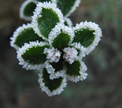 在鼠刺嫩芽Frost