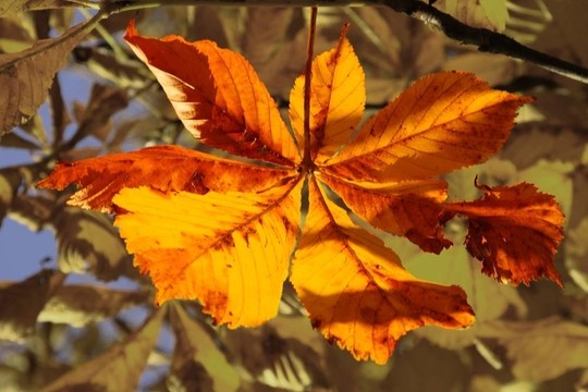 紅色的秋葉