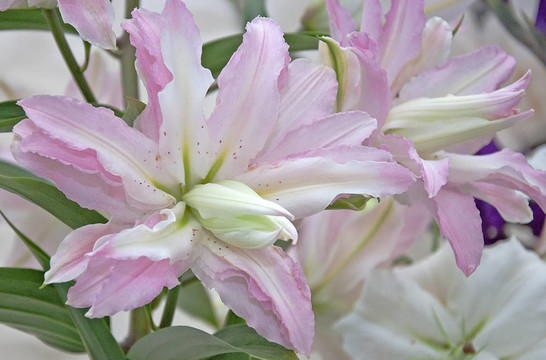 Pastel White和Pink Lily