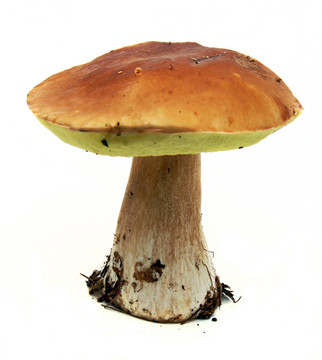 牛肝菌（Boletus edulis）又名牛肝菌或一包白色隔離