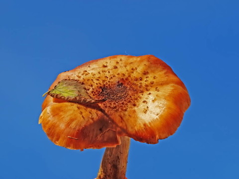 蜜環(huán)菌。