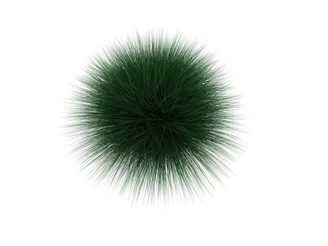 刺猬植物白