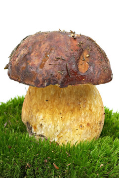 牛肝菌（Boletus edulis；松鼠面包）種植在苔蘚
