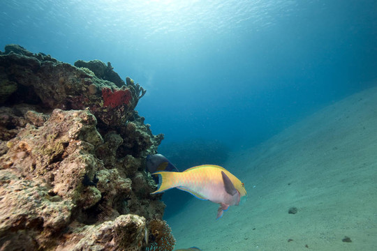 海洋和魚(yú)