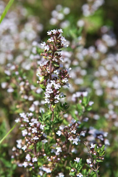 百里香開(kāi)花