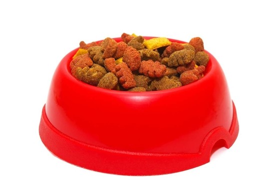 貓的食物