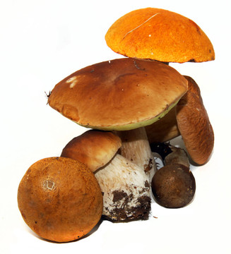 牛肝菌（Boletus edulis）又名牛肝菌或一包白色隔離