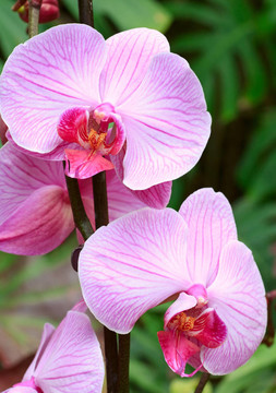 蘭花