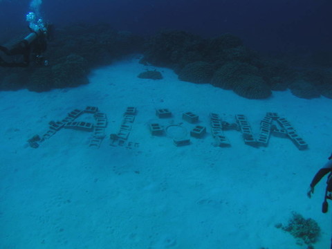 水汪汪的ALOHA
