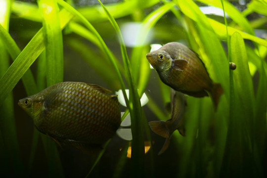 魚