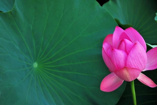 荷葉花蕾