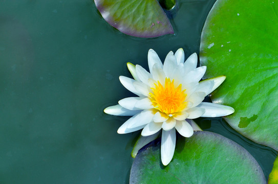 蓮花 睡蓮
