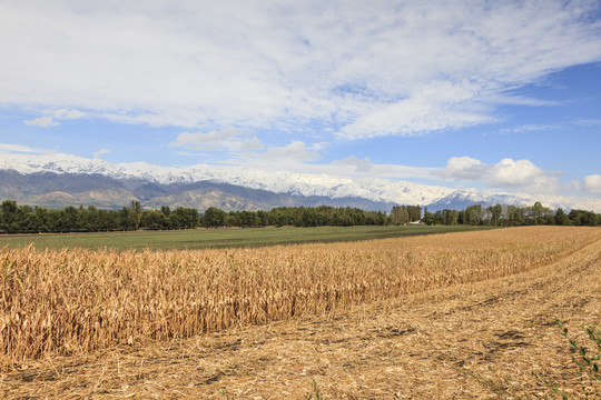 田野