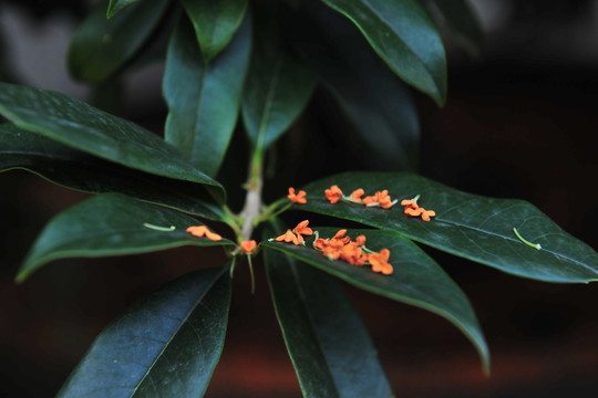 桂花