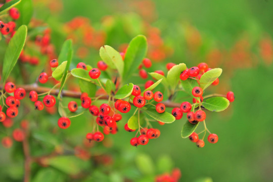 綠葉紅果