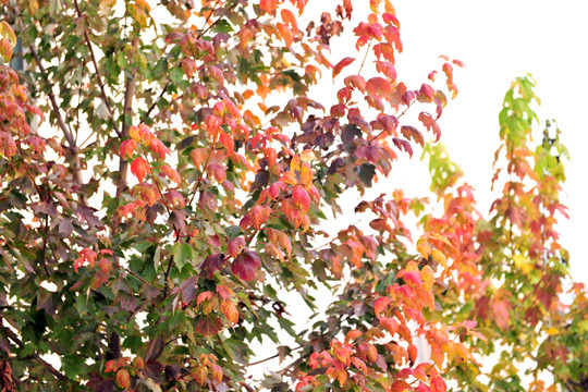 金秋紅葉  紅葉節(jié)