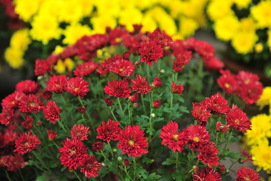 紅花素材