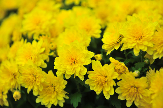 雛菊  黃色菊花