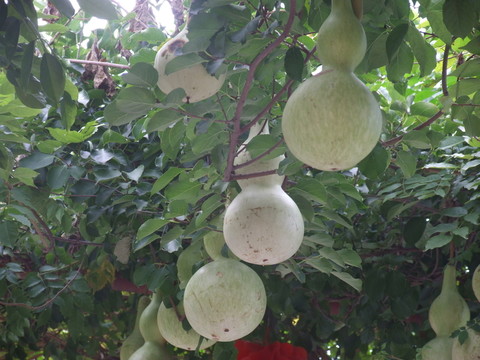 葫蘆