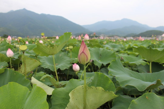 荷花