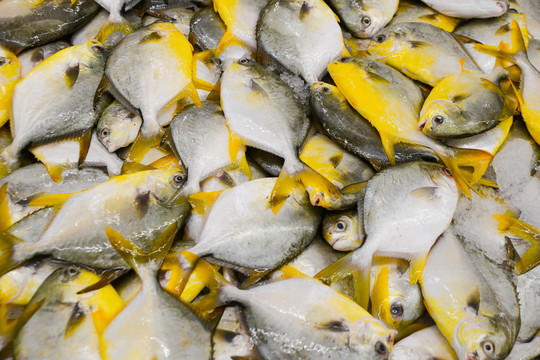 金鯧魚
