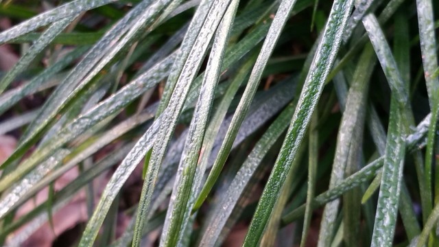 蘭花草水珠