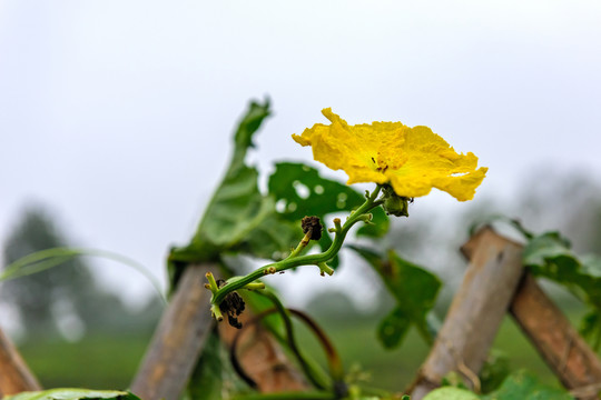 絲瓜花