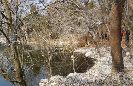 鳥居池邊樹