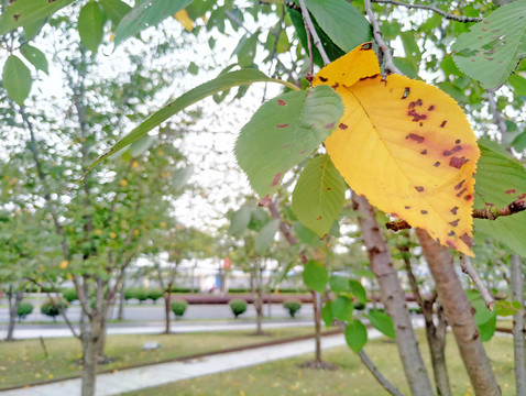 秋葉 秋天的樹(shù)葉 櫻花樹(shù)葉