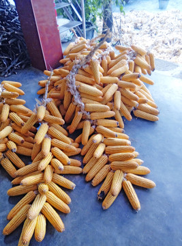 玉米串 農(nóng)家院 豐收
