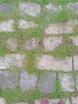 石頭路 石縫里的小草