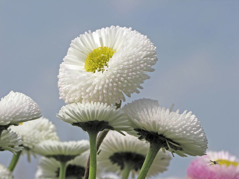 常見的雛菊；Lawn Daisy（Bellis問題）