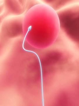卵子和精子