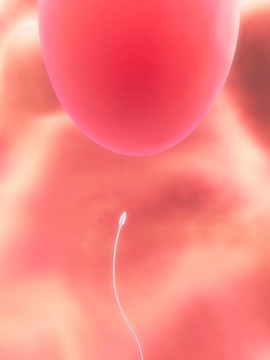卵子和精子