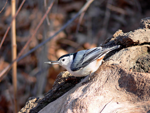 白胸- Nuthatch
