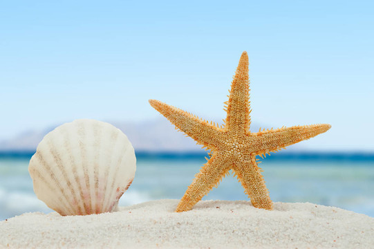 海灘上的貝殼和海星