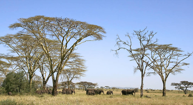 大象（Loxodonta AFRICANA）在塞倫蓋蒂國家公園；坦桑尼亞