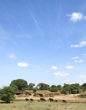 大象（Loxodonta AFRICANA）在塞倫蓋蒂國(guó)家公園；坦桑尼亞