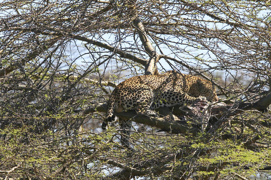 豹（Panthera pardus）