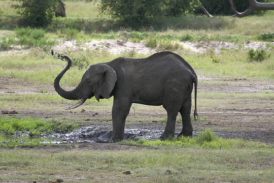 大象（Loxodonta africana）