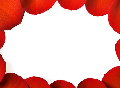 白色的紅色玫瑰花瓣