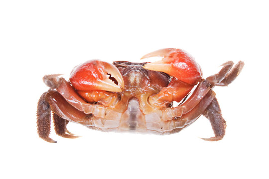 蟹