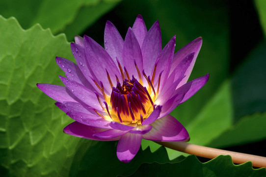 蓮花