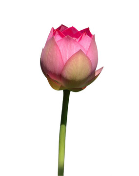孤立的蓮花