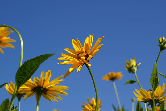 黃濱的向日葵（Heliopsis helianthoides）