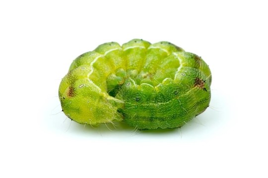 卷起綠色卡特彼勒