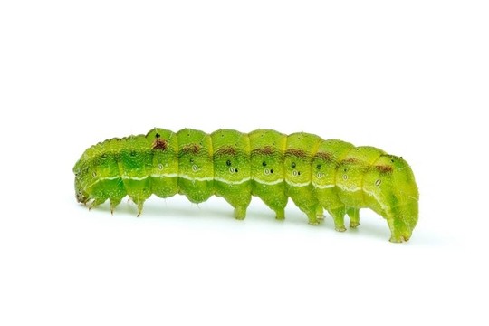綠色卡特彼勒